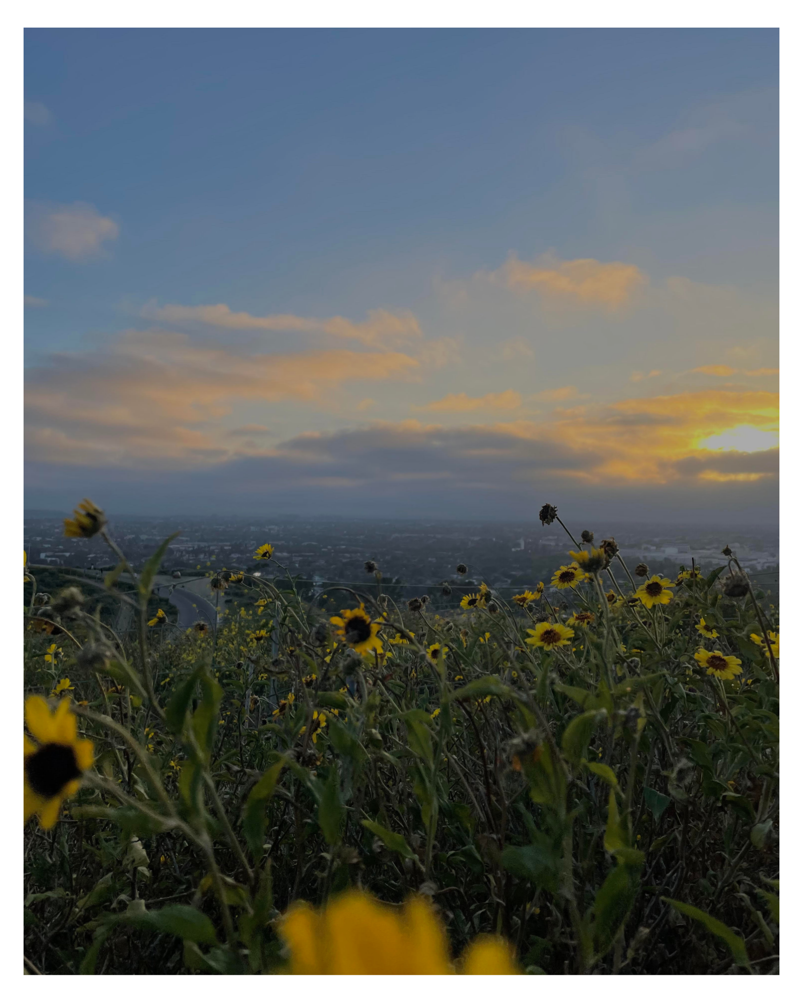 The Energy of Flowers